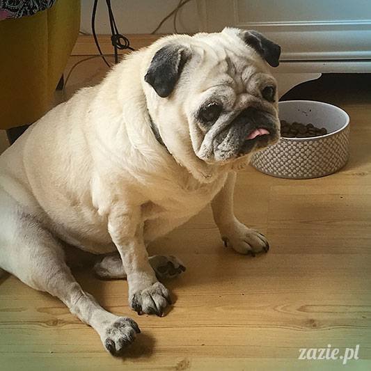 mopsy mopsiki Zazie Kumok Miszur