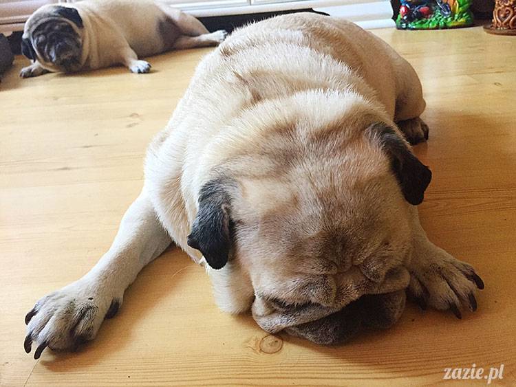 mopsy mopsiki Zazie Kumok Miszur