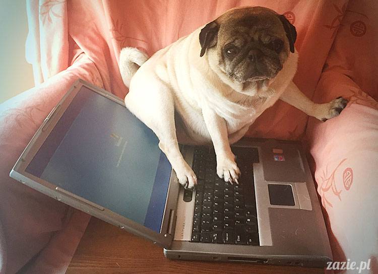 mopsy mopsiki Zazie Kumok Miszur