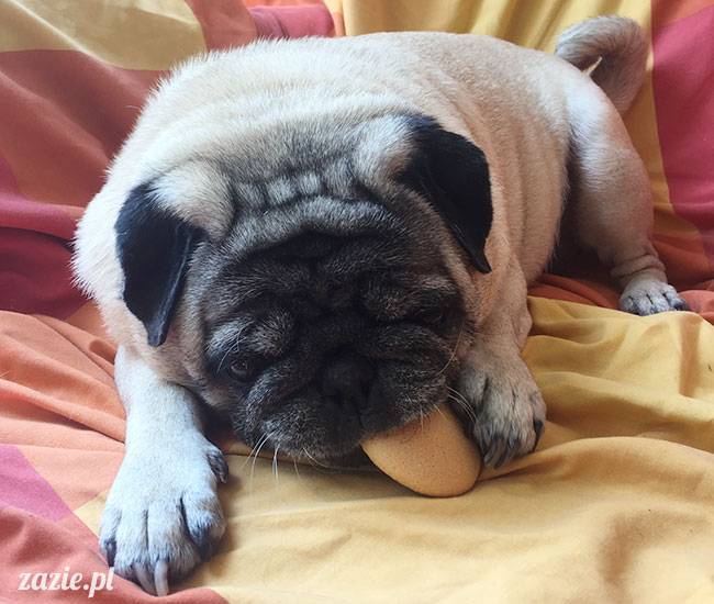 mopsy mopsiki Zazie Kumok Miszur