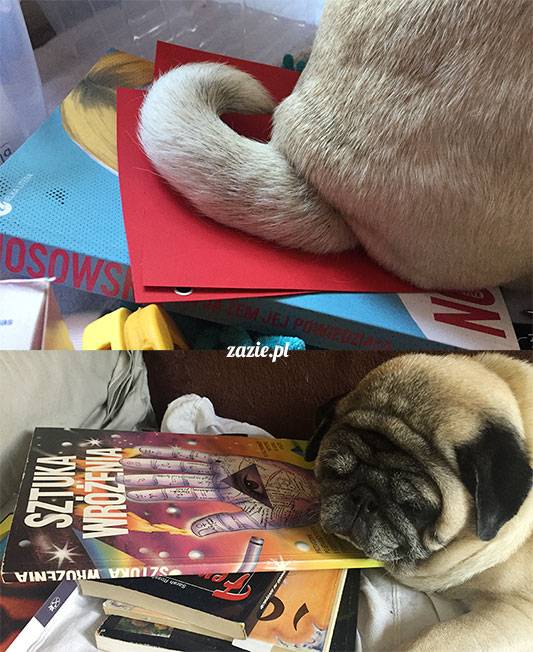 mopsy mopsiki Zazie Kumok Miszur