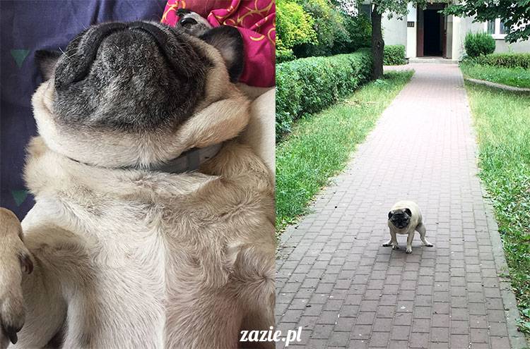 mopsy mopsiki Zazie Kumok Miszur