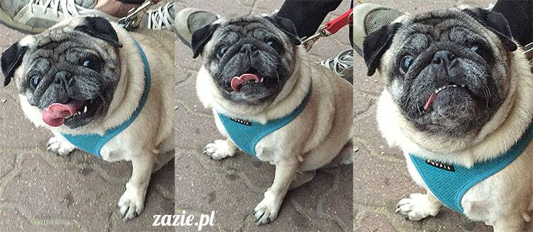 mopsy mopsiki Zazie Kumok Miszur