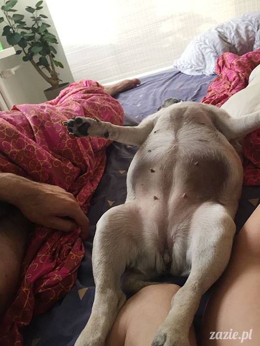 mopsy mopsiki Zazie Kumok Miszur