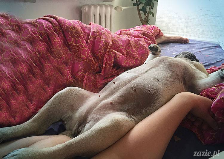 mopsy mopsiki Zazie Kumok Miszur