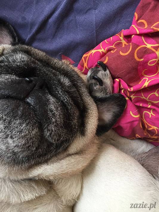 mopsy mopsiki Zazie Kumok Miszur