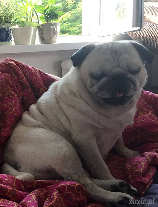 mopsy mopsiki Zazie Kumok Miszur