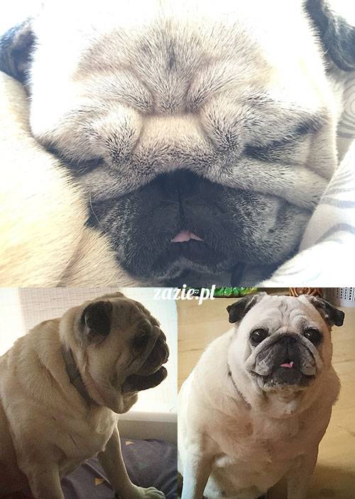 mopsy mopsiki Zazie Kumok Miszur