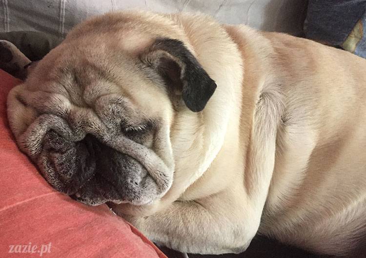 mopsy mopsiki Zazie Kumok Miszur