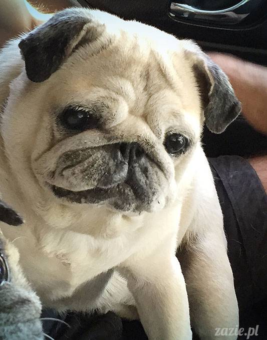 mopsy mopsiki Zazie Kumok Miszur