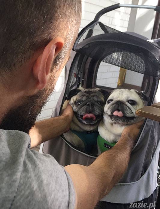 mopsy mopsiki Zazie Kumok Miszur