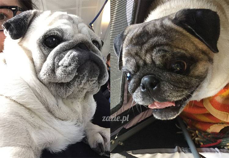 mopsy mopsiki Zazie Kumok Miszur