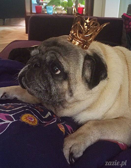 mopsy mopsiki Zazie Kumok Miszur