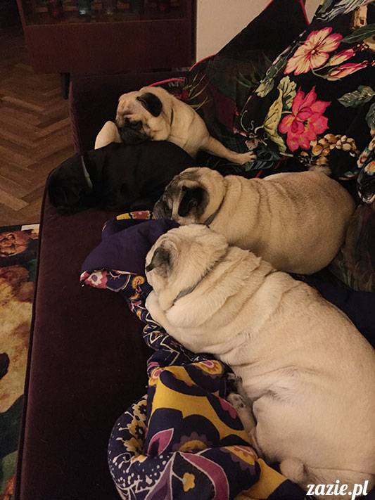 mopsy mopsiki Zazie Kumok Miszur