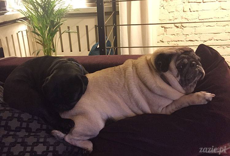 mopsy mopsiki Zazie Kumok Miszur