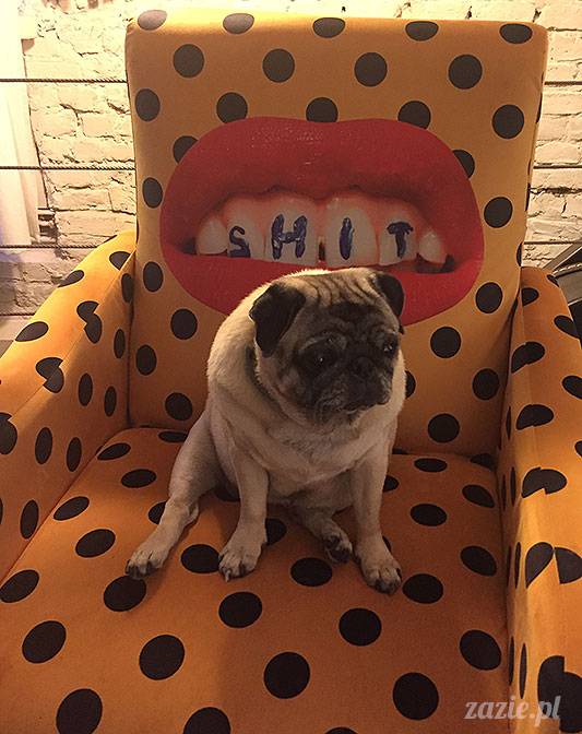 mopsy mopsiki Zazie Kumok Miszur