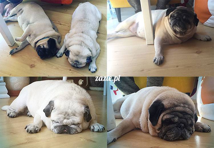 mopsy mopsiki Zazie Kumok Miszur