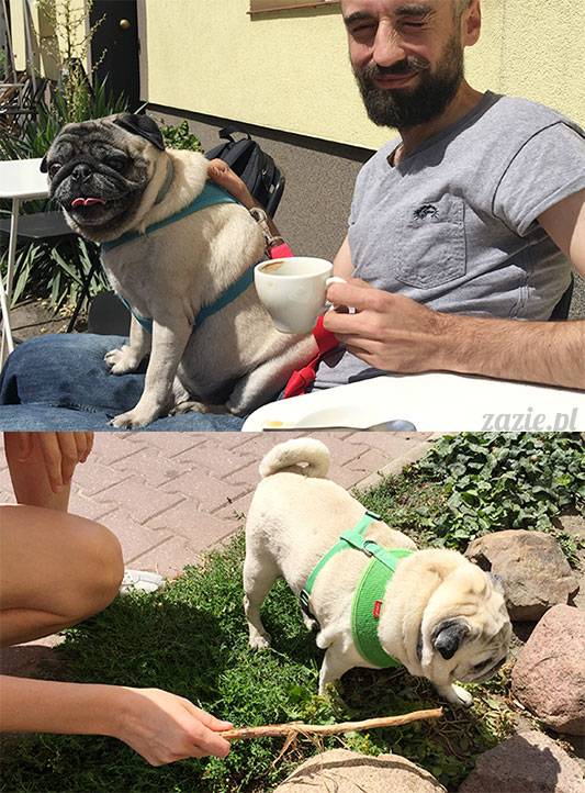 mopsy mopsiki Zazie Kumok Miszur