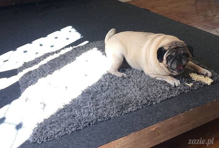 mopsy mopsiki Zazie Kumok Miszur