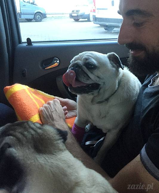 mopsy mopsiki Zazie Kumok Miszur