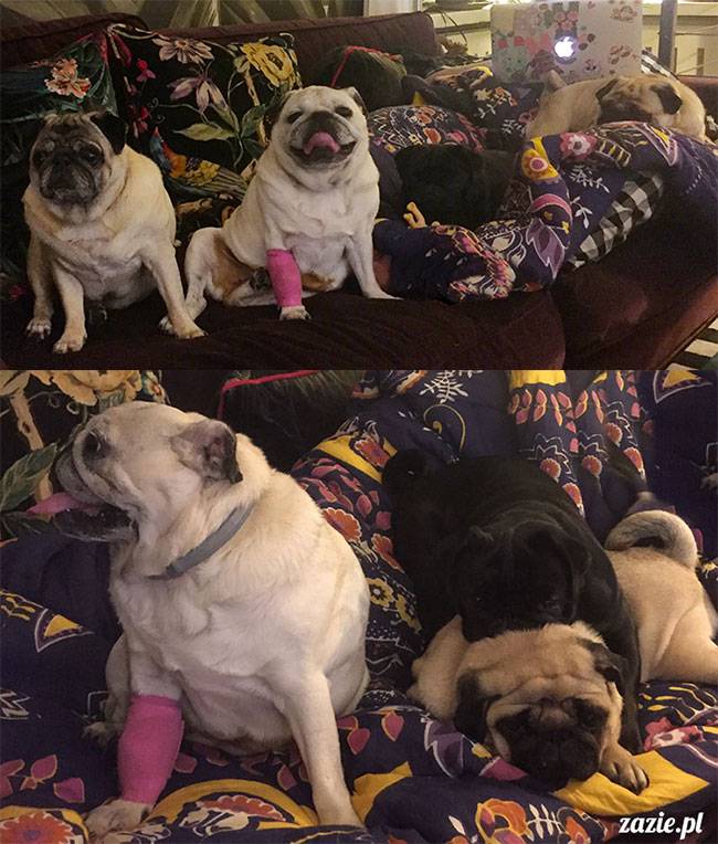 mopsy mopsiki Zazie Kumok Miszur