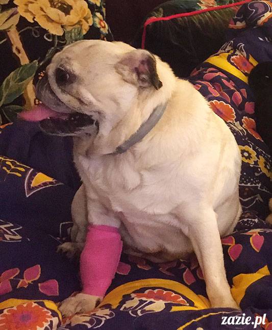 mopsy mopsiki Zazie Kumok Miszur