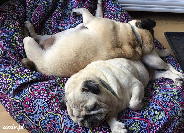 mopsy mopsiki Zazie Kumok Miszur