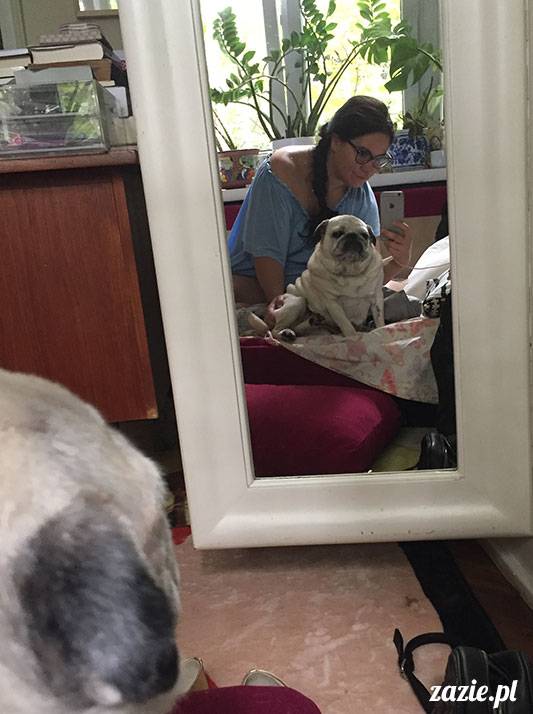 mopsy mopsiki Zazie Kumok Miszur