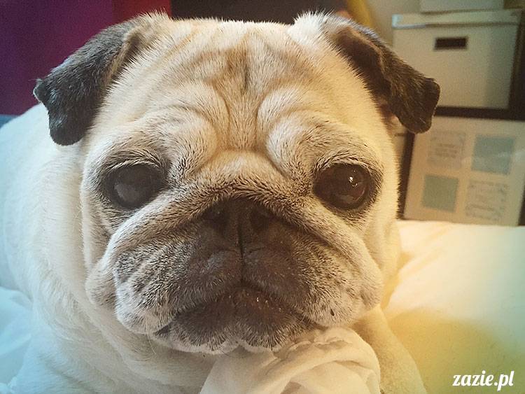 mopsy mopsiki Zazie Kumok Miszur