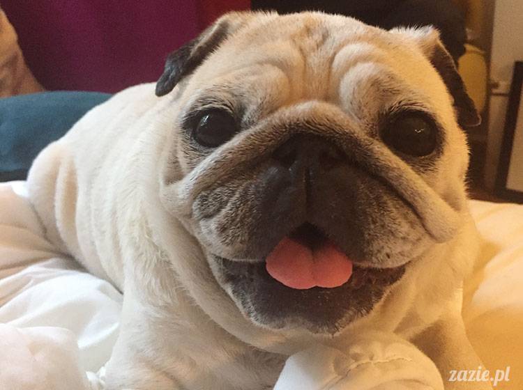 mopsy mopsiki Zazie Kumok Miszur