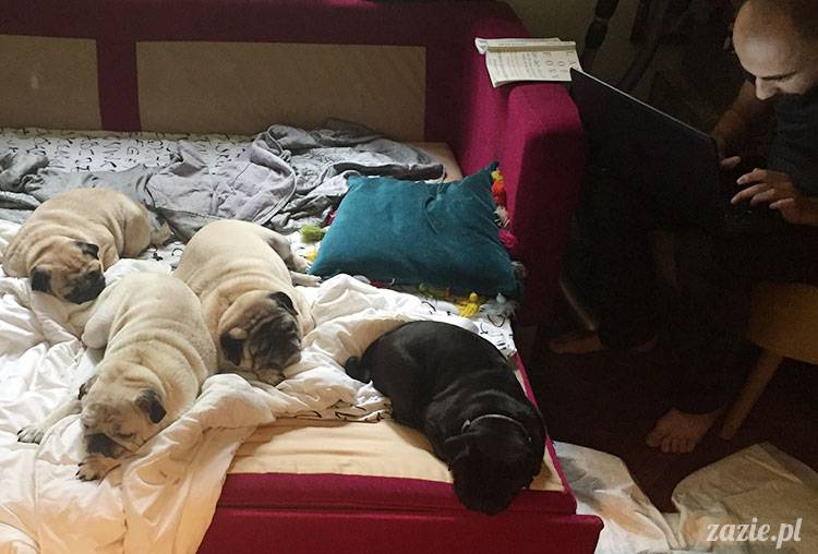 mopsy mopsiki Zazie Kumok Miszur