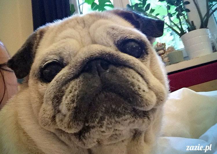 mopsy mopsiki Zazie Kumok Miszur