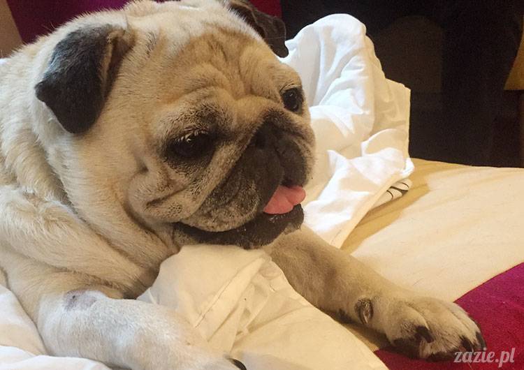 mopsy mopsiki Zazie Kumok Miszur