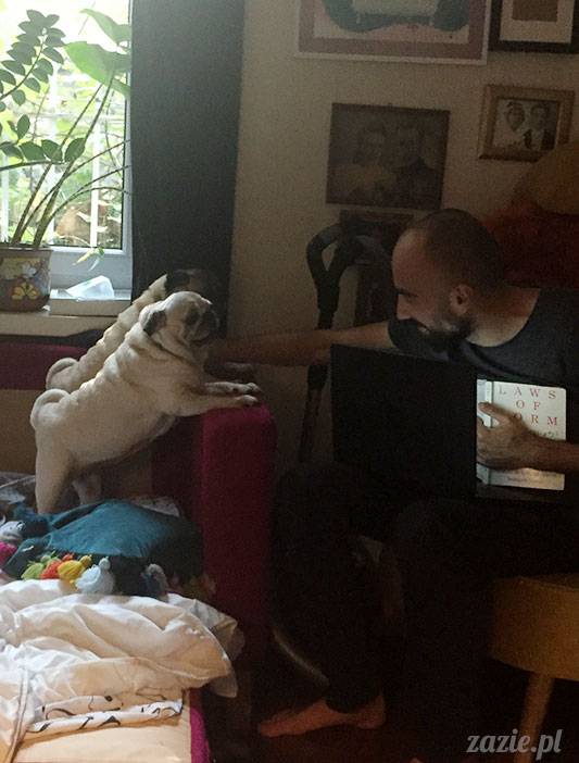 mopsy mopsiki Zazie Kumok Miszur