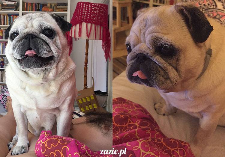 mopsy mopsiki Zazie Kumok Miszur