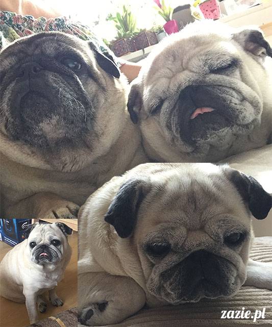 mopsy mopsiki Zazie Kumok Miszur