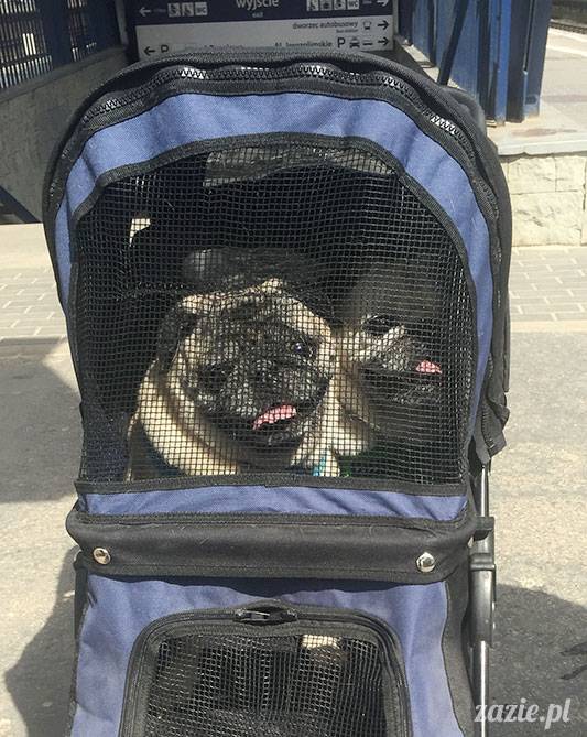 mopsy mopsiki Zazie Kumok Miszur