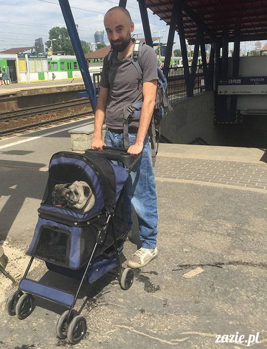 mopsy mopsiki Zazie Kumok Miszur