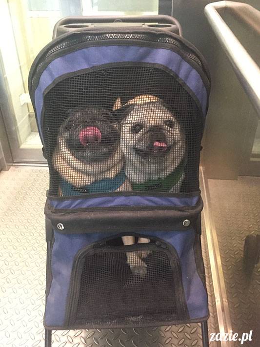 mopsy mopsiki Zazie Kumok Miszur