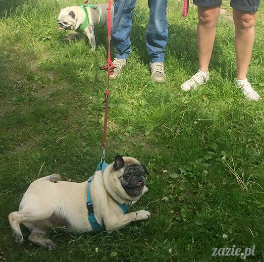 mopsy mopsiki Zazie Kumok Miszur