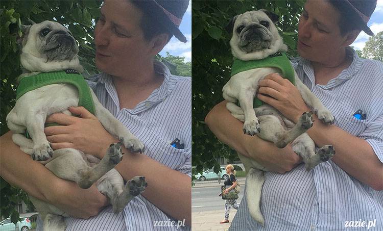 mopsy mopsiki Zazie Kumok Miszur