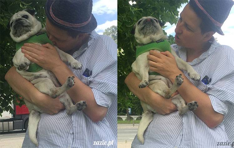 mopsy mopsiki Zazie Kumok Miszur