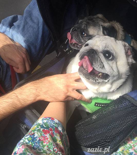 mopsy mopsiki Zazie Kumok Miszur