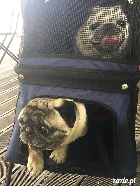 mopsy mopsiki Zazie Kumok Miszur