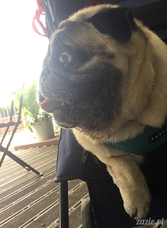 mopsy mopsiki Zazie Kumok Miszur