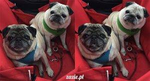 wiosenno-letni apdejt z życia Kumoka i Miszura