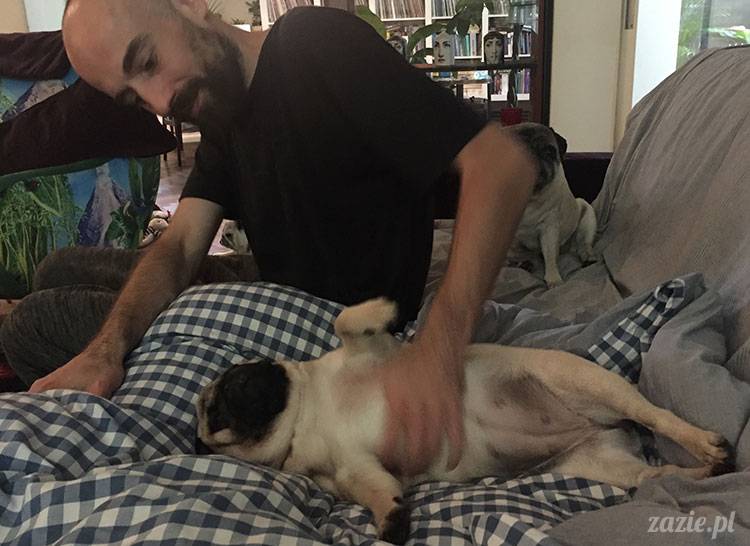 mopsy mopsiki Zazie Kumok Miszur