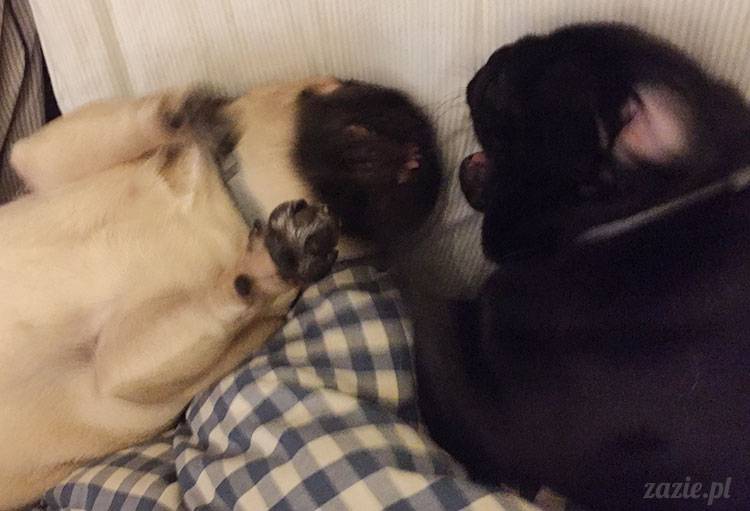 mopsy mopsiki Zazie Kumok Miszur