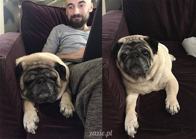 mopsy mopsiki Zazie Kumok Miszur