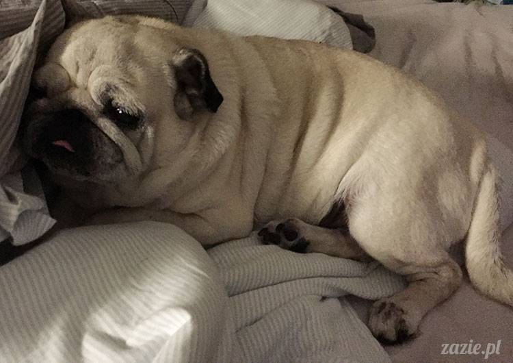 mopsy mopsiki Zazie Kumok Miszur